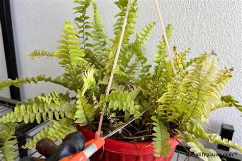 Should I Trim My Boston Fern? (+How To Prune) » Simplify Plants