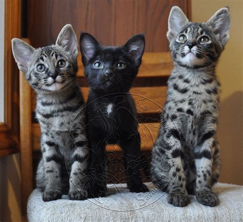 Questions to ask before buying a Savannah Kitten