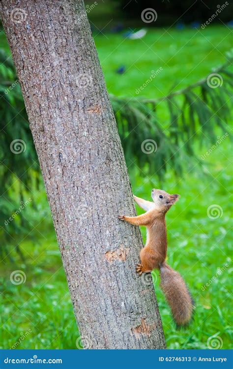 Squirrel Climbing The Tree Stock Image Image Of Wild 62746313