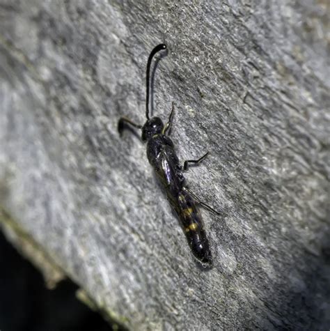 Monosapyga Clavicornis Male Iyptala S Garden Flickr