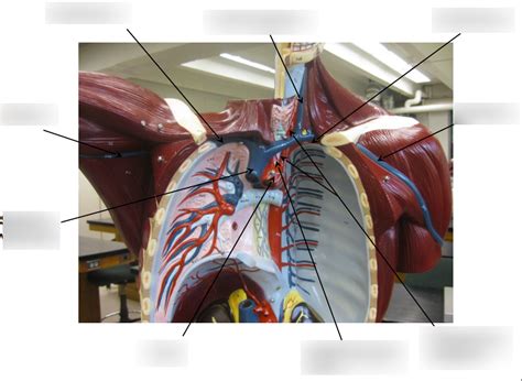 Blood Vessels Lab Pt 2 Diagram Quizlet