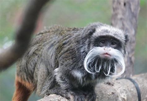 Two emperor tamarin monkeys go missing from Dallas Zoo, several stolen from Louisiana as well ...