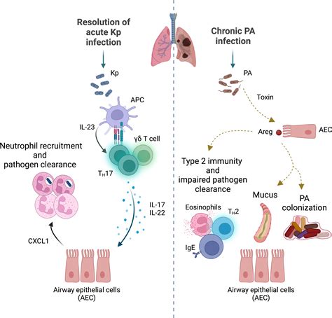 Frontiers Gearing Up For Battle Harnessing Adaptive T Cell Immunity