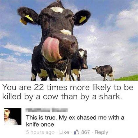 Cows are deadly. | Evil Cows | Know Your Meme