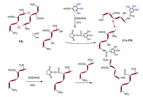 Scheme The Mechanism Of Fk Bonding Ga And Fk Chains Cross Linking