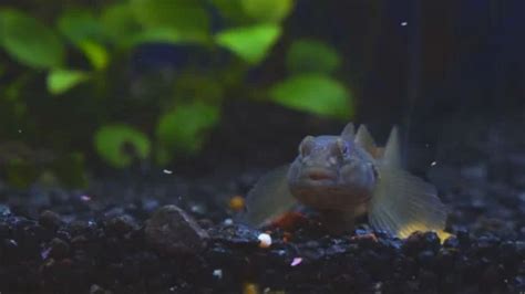 Wild freshwater fish goby in the aquariu... | Stock Video | Pond5