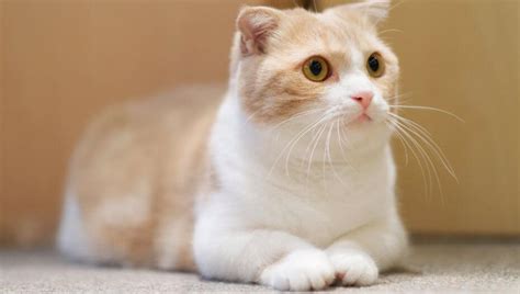 Munchkin Cat Breed Information Purina