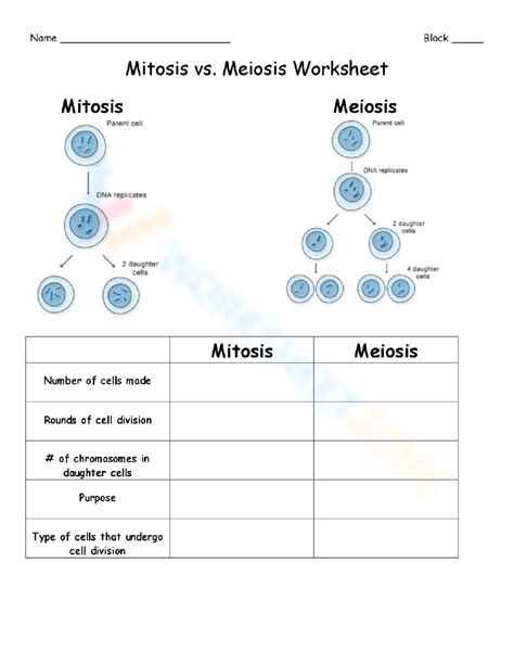 Mitosis Worksheet