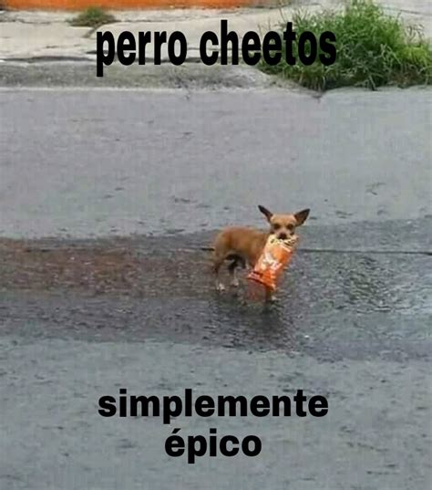 Perro Cheetos Meme Subido Por Dandemons Memedroid