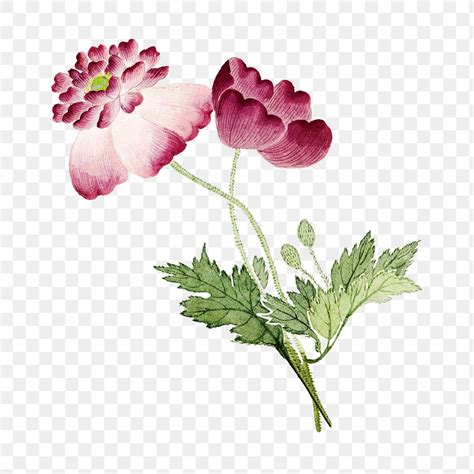 Pink Peonies Png Flower Sticker Premium Png Rawpixel