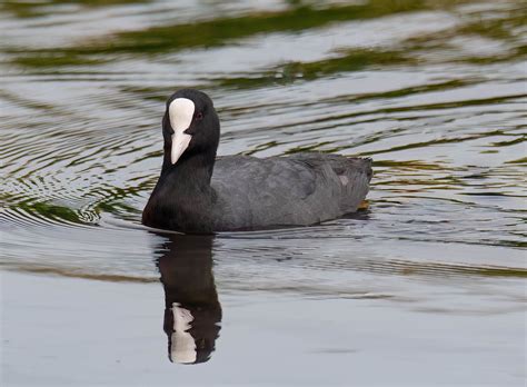 Fulica atra Foulque macroule Eurasian Coot Focha común Jean Marie