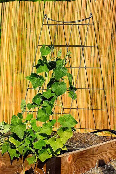 12 BEST Trellis For Cucumber In Raised Beds Slick Garden