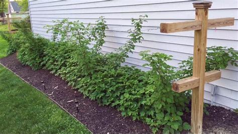 Quick and Easy DIY Raspberry Trellis • Lovely Greens