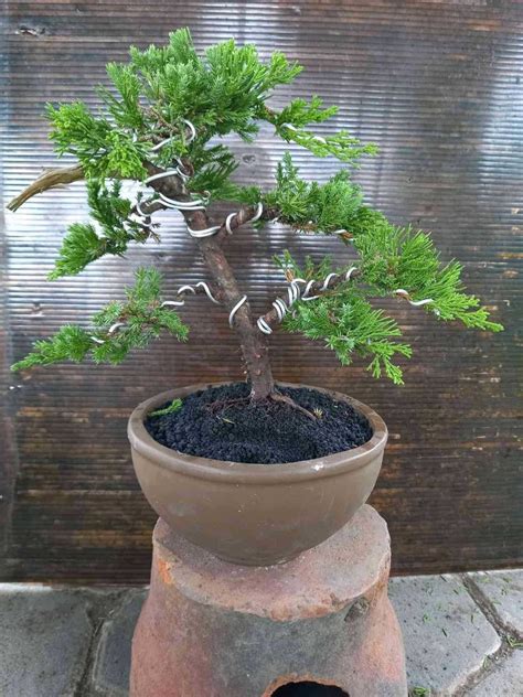 Bonsai Juniperus Chinensis Furniture Home Living Gardening