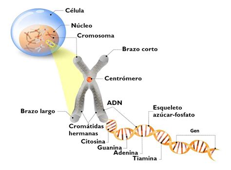 Estructura De Un Cromosoma Cursos Online Web