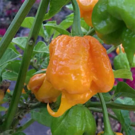 7 pot Primo pepper Orange seeds | by Pepper johnny's