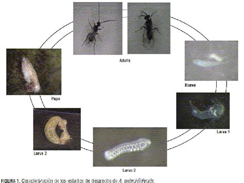 Biología Y Ciclo Reproductivo De Apanteles Gelechiidivoris Hymenoptera Braconidae