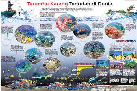 Terumbu Karang Terindah di Dunia, Sebagian Besar di Indonesia : Okezone ...