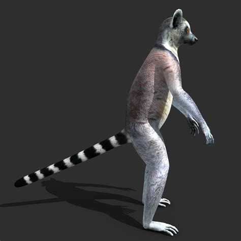 Ring Tailed Lemur 3d Model Rigged Cgtrader