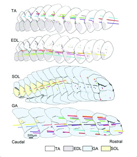 The D Architecture Of Muscle Spindles In Ta Edl Ga And Sol