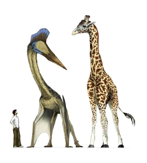 Pterosaur With Human And Giraffe Photograph By Mark P Wittonscience