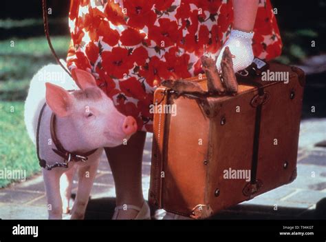 Babe Pig In The City Stock Photo Alamy