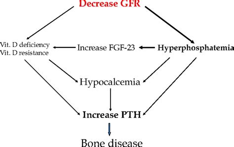 Secondary Hyperparathyroidism Pathophysiology And Treatment American