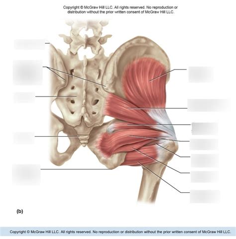 Posterior Internal Glutes Diagram Quizlet