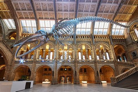 Hintze Hall Natural History Museum Uk Darc Awards