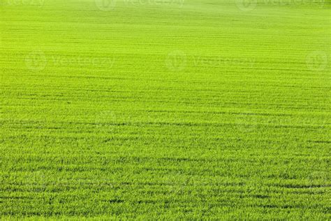 Green wheat field 9488095 Stock Photo at Vecteezy