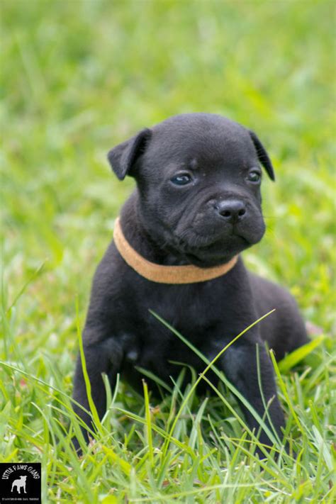 Staffordshire bull terrier dit staffie Chien Saint Barthélemy Cyphoma