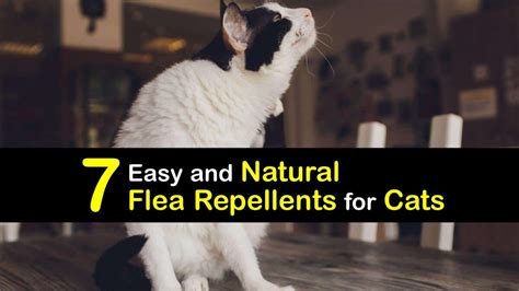 Organic Cat Flea Remedies - DIY Flea Repellents for Cats