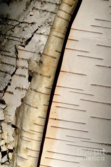 White paper birch tree bark Photograph by Alan Look - Pixels