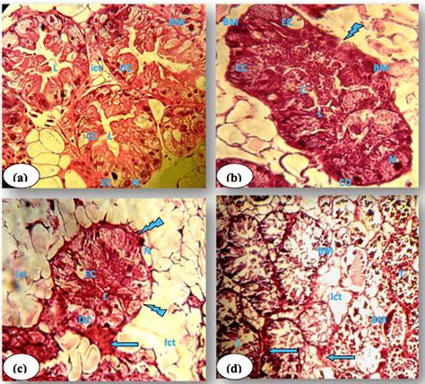 Histological Pictures Of The Midgut Gland Of Snails Of H Aspersa In Download Scientific