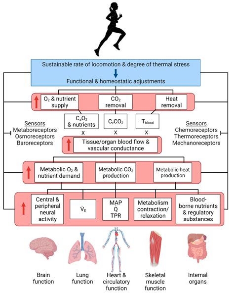 Cells Free Full Text Physiological Function During Exercise And