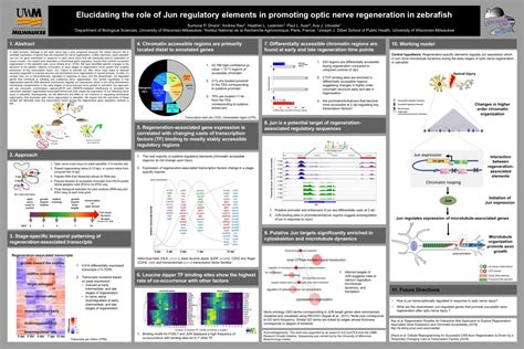 Graduate Cell And Molecular Biology Symposium Posters Biological Sciences