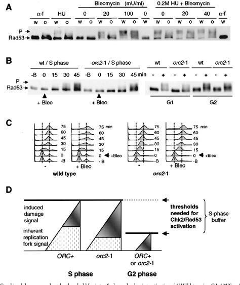 Figure From Orc And The Intra S Phase Checkpoint A Threshold