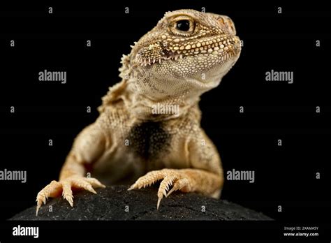 Secret Toadhead Agama Hi Res Stock Photography And Images Alamy