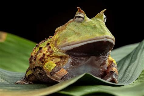 Pacman Frog Morphs: Discover the 40+ Types of Pacman Frog Breeds - W3schools