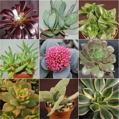 Gamme Crassula Et Aeonium Uhlig Kakteen Plus De 5000 D Espèces Différentes