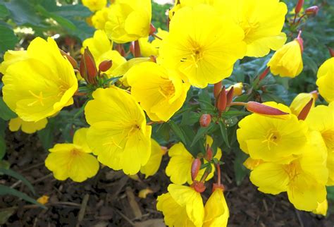 Plant Evening Primrose Bright Free Photo On Pixabay Pixabay