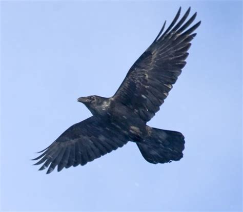 Raven Symbolism, Lore & Mythology | HubPages