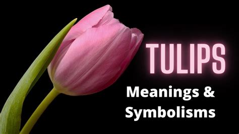 Tulips The Meaning And Symbolism Behind This Popular Flower Youtube