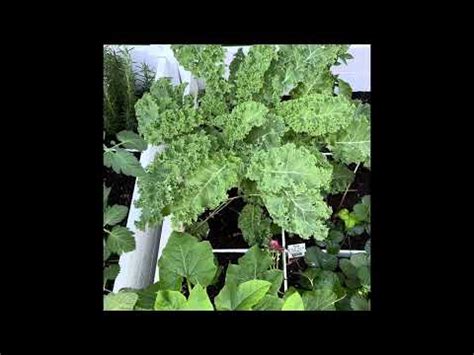 Our Vegetable Garden And Harvesting Kale For El Licuado De Papa