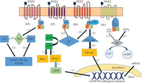 signaling pathway  pge   regulatory role   cell