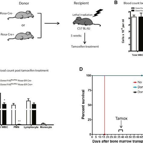 Tamoxifen Inducible Fas Knockout In Adult Mice Is Lethal A Body