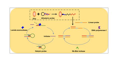 Pancreatitis Associated Extracellular Vesicle Identification Through An