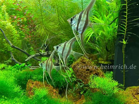 Altum Skalar Spec Rio Inirida Med Wfnz Er Gruppe Pterophyllum