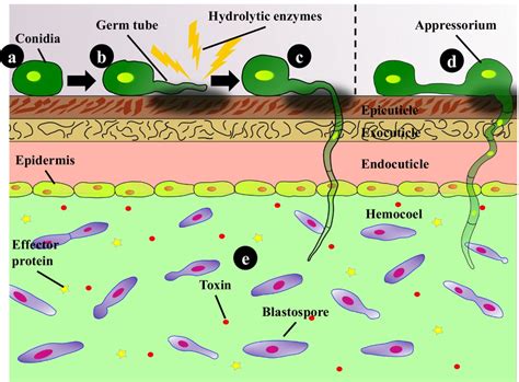 Overview Of The Infection Process Of Entomopathogenic Fungi