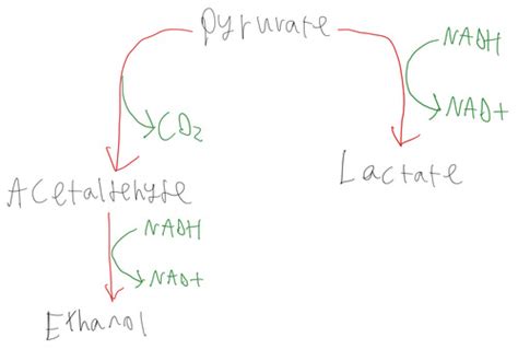 Homolactic Fermentation And The Pentose Phosphate Pathway Flashcards